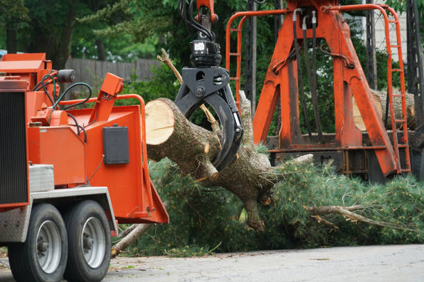 Best Arborist Services Near Me  in Sun Prairie, WI